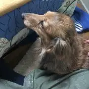 あるかの画像