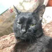 ちびねこ