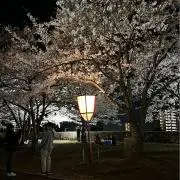 dogtoothの画像