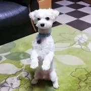 Kotetu