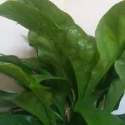 ハッピー(*^^*)ハッピー(*^^*)の画像
