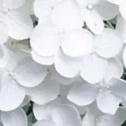 あいうの画像