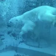 ライスの画像