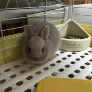 ガガ