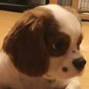 ふとっちょの画像