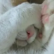のーまる犬の画像