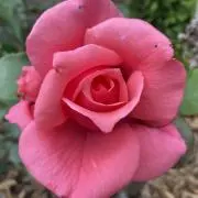 ドイルの画像