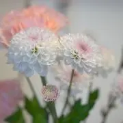 AYKの画像