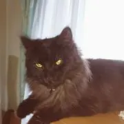 ありあり