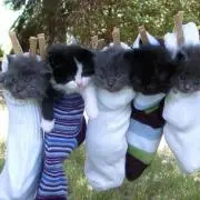 あいの画像