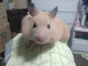 ゆかりんの画像