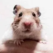 totoの画像