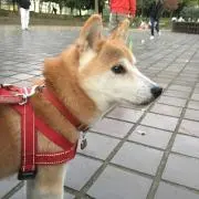 まるっこ