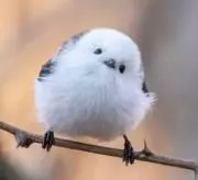 yoshiの画像