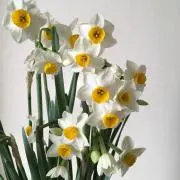カオリンの画像