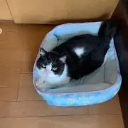 ひなたんの画像