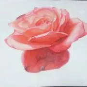 ゆきの画像