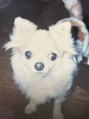 ちやこ