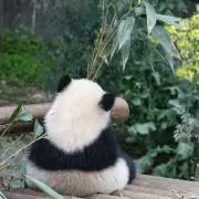 ビビの画像
