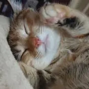 ミアの画像