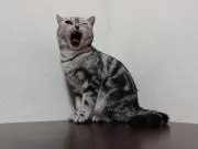 大きな柿の画像