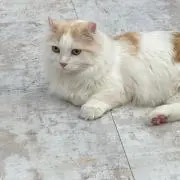 たんぽぽの画像