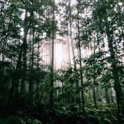 ポニーテールの画像