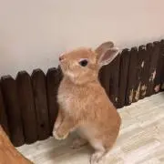 うさぎの画像