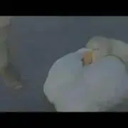 kiranerysの画像