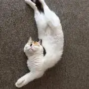 ⭐️即購入OK!!プロフィール一読。の画像