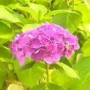 アル☆