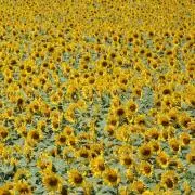 yasumina5656の画像