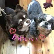 ひろりんりん