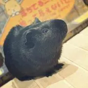 ポポケン