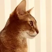 RAMの画像
