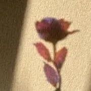 雪月花の画像