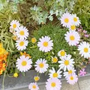 pipi♡の画像