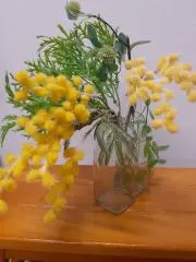 マッシュルームの画像