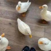 こうの画像