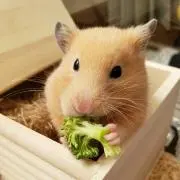 サイレント