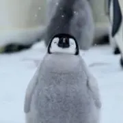 ハーパー