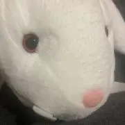 クリムの画像
