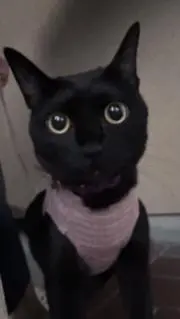 みぃchazぱの画像