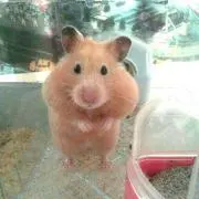 まささ
