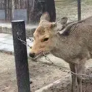 Tama
