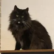 みゃーた