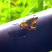 がまくんの画像