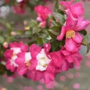 e.d※プロフ必読※の画像