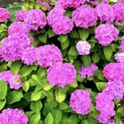 あき♡（迅速発送✨️）