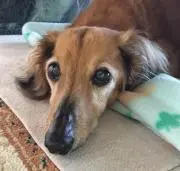 バニラ